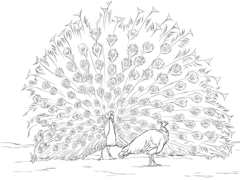 Indian Peafowls  Coloring Page